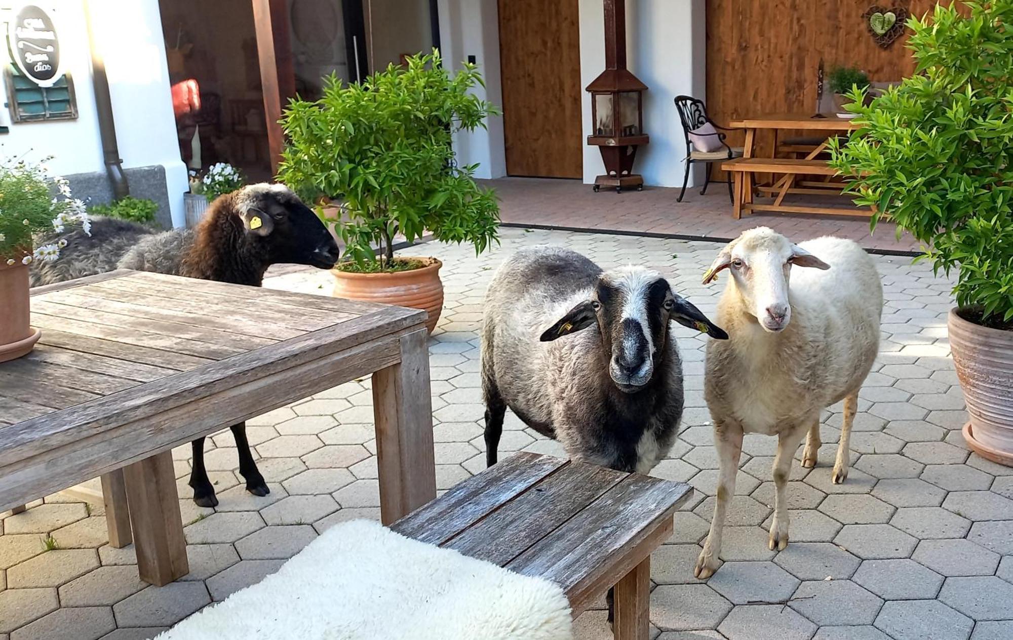 Roiderhof Irrsee Oberhofen am Irrsee Εξωτερικό φωτογραφία